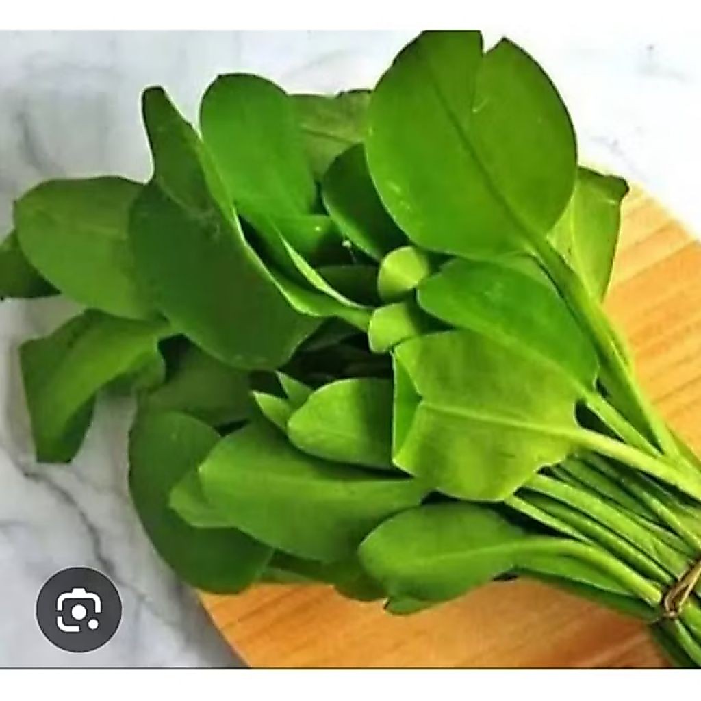 50 Biji/ Benih Genjer