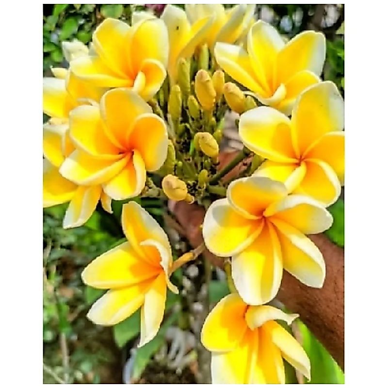 POHON BUNGA KAMBOJA BALI KUNING TINGGI ±50-70CM / TANAMAN HIAS BUNGA KAMBOJA BALI