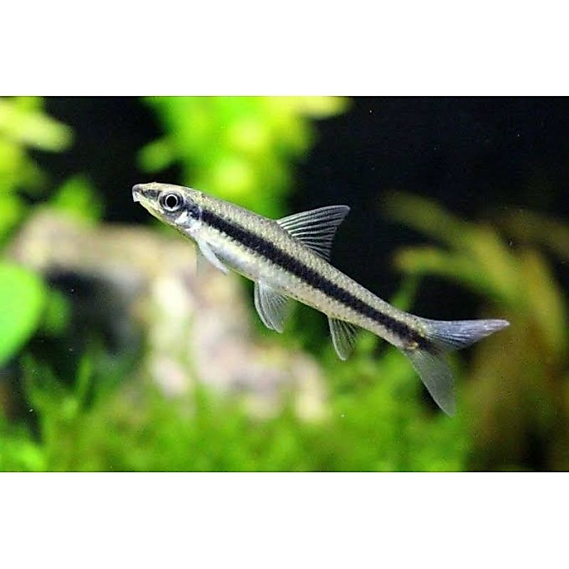 Siamise Algae Eater SAE Aquarium