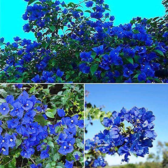 bibit bunga tanaman hias bougenville biru - blue - bunga kertas - bougenville