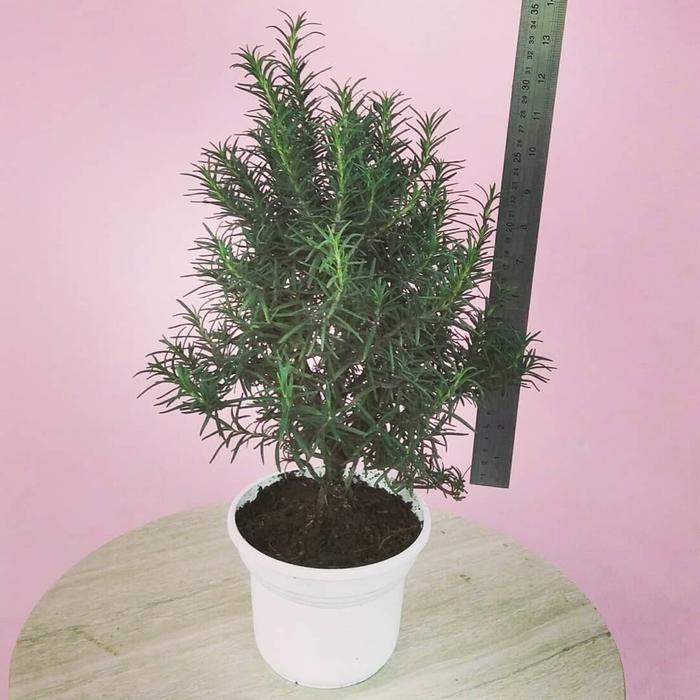 Tanaman lavender rosemary ukuran BESAR / Rosmarinus officinalis