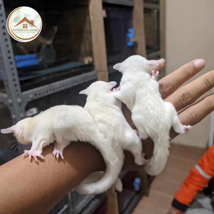 sugarglider leucistic joey jantan/betina - betina