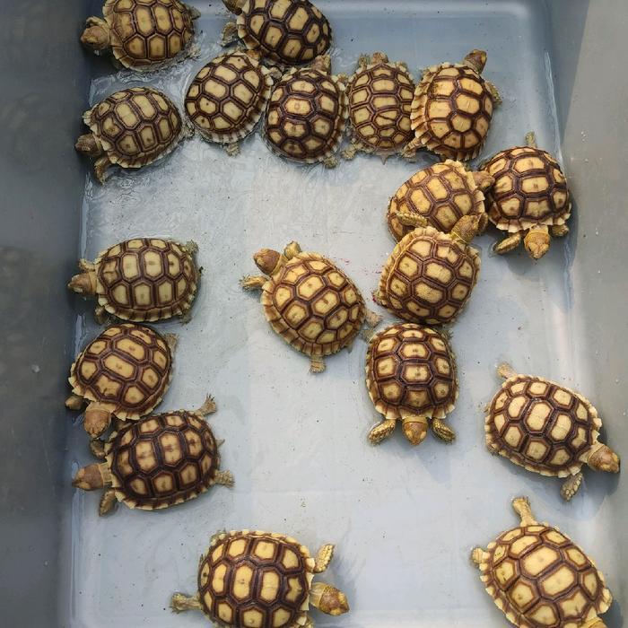 sulcata baby 5-6cm cb indo