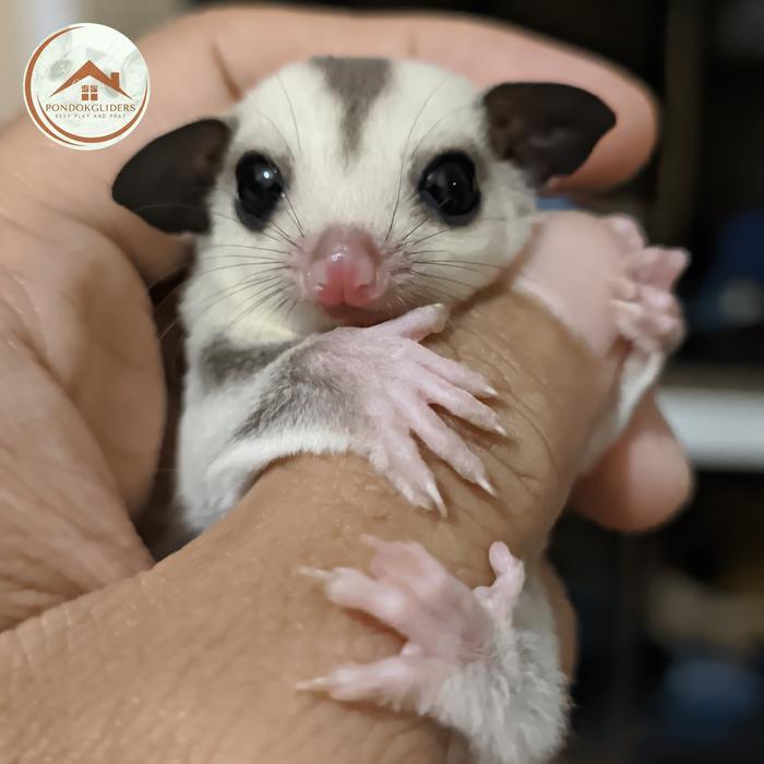 sugarglider platinum jantan joey - betina