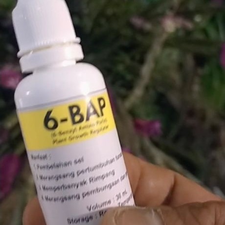 Zico Stored " Hormon Anggrek 6Bap" (Perangsang Tunas & Pembungaan Anggrek)