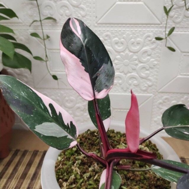 bonggol philo pink princes