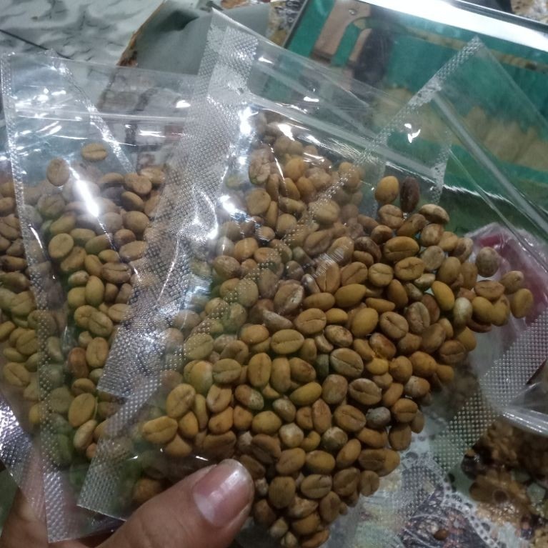biji bibit kopi robinson,liberika,exelsa siap semai