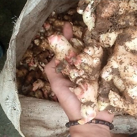 JAHE MUDA SEGAR 1.kg