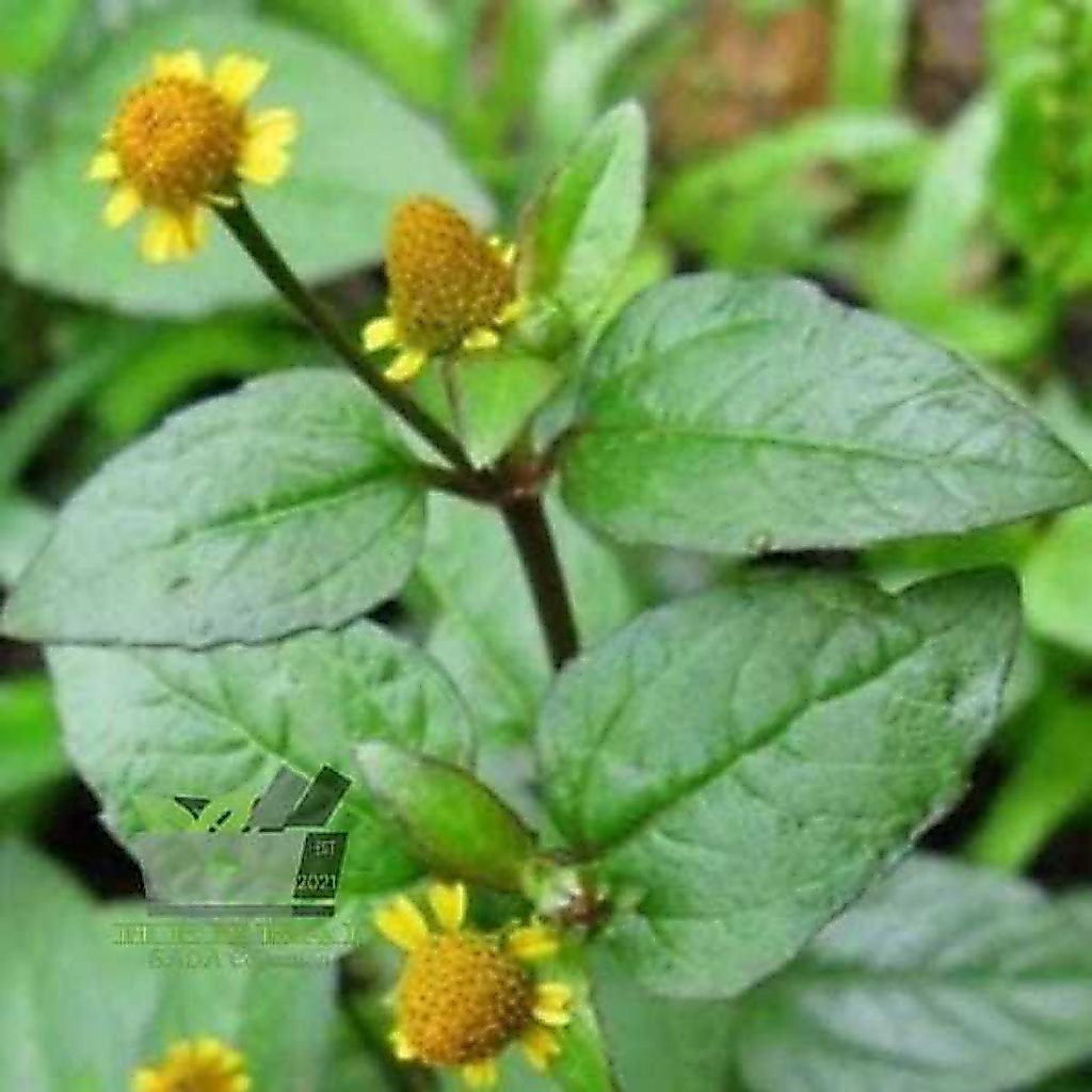 daun jotang 1 kg