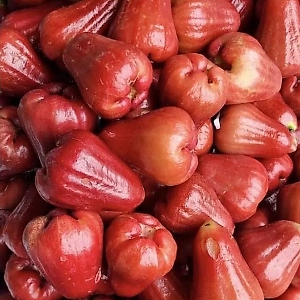 Jambu air Citra fresh manis / 1 kg