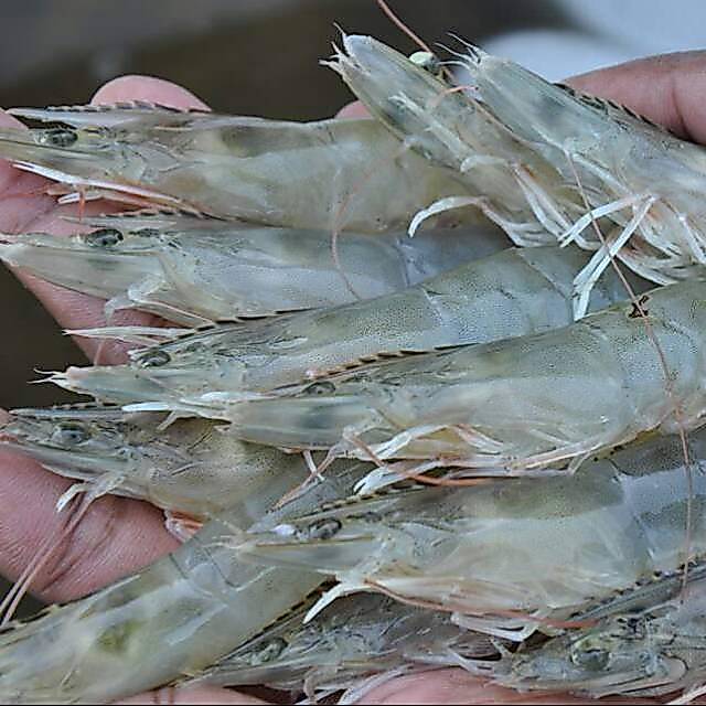 Udang vanami hidup
