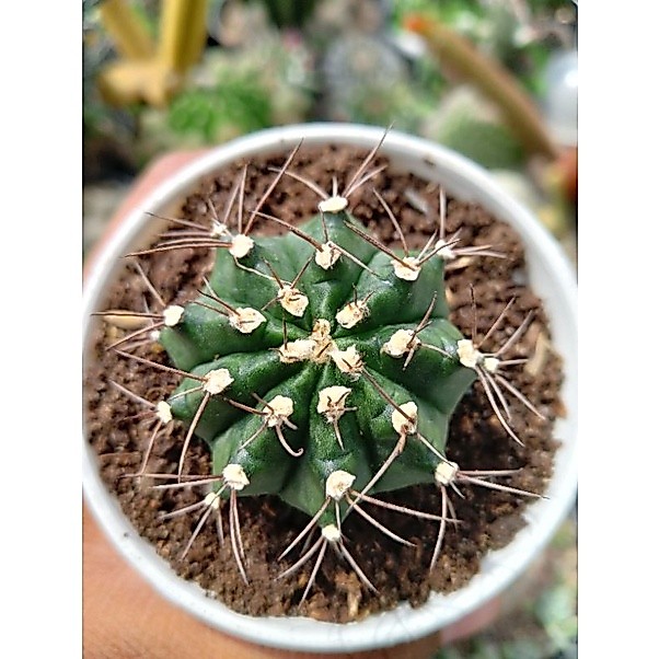 Kaktus Gymno
