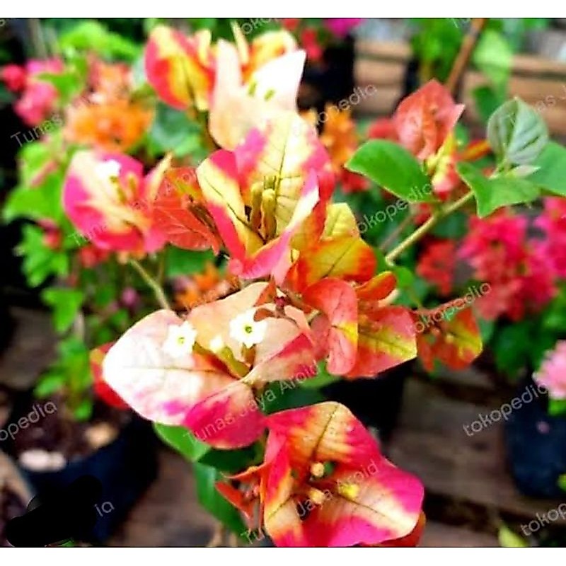 bugenvil collection Citra monduring besar