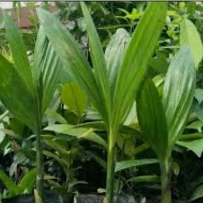 bibit pohon pinang kualitas terbaik untuk pagar kebun dan perkebunan - 3bibit