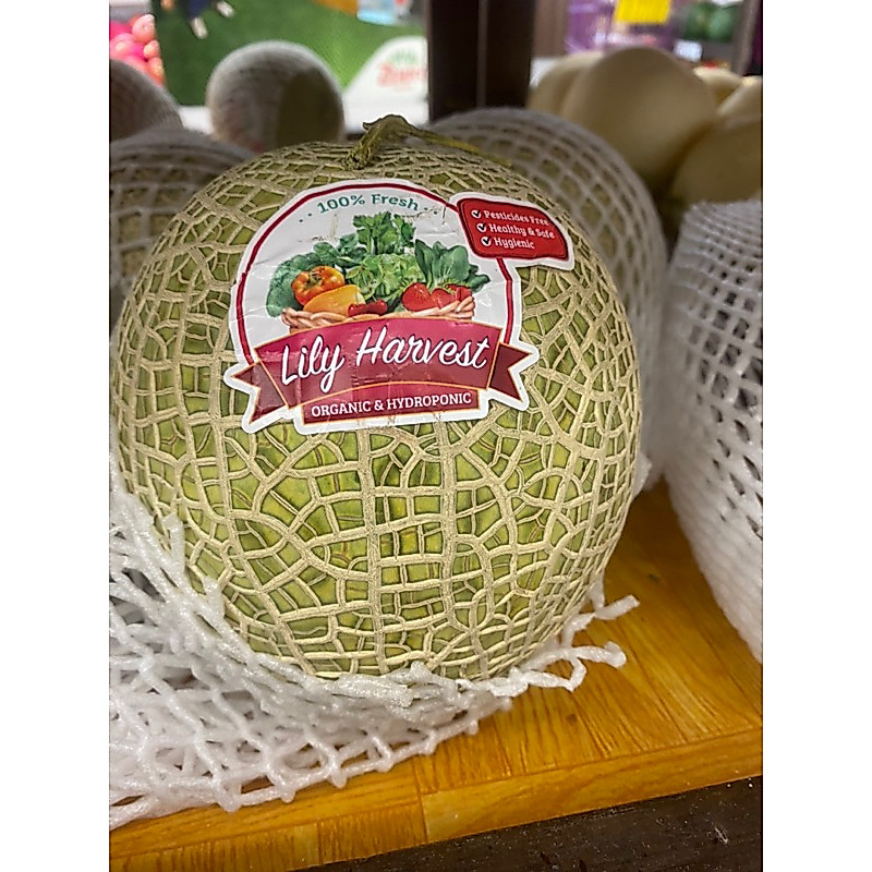 MELON FUJISAWA MANIS/ MELON DAGING OREN FUJISAWA  LILY HARVEST 1,3kg