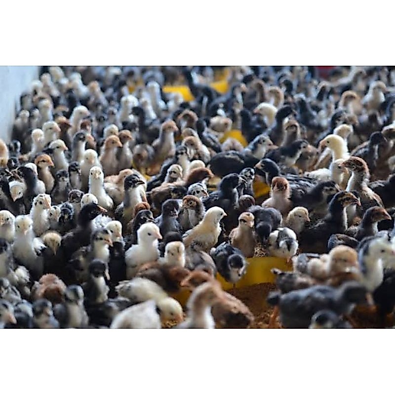Doc Ayam Bangkok Super Lokal Vaksin Beli 15 Gratis 1.