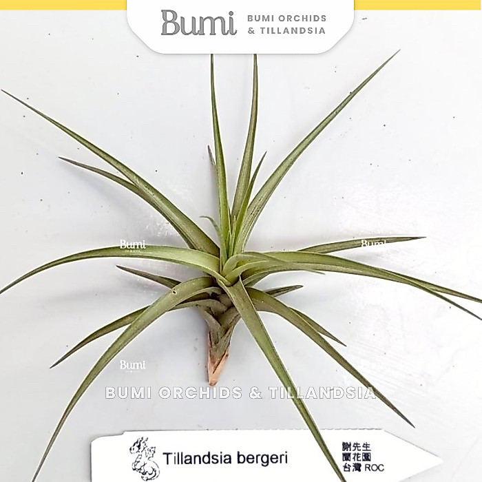 BUMI ORCHIDS Tillandsia bergeri - Air Plants Tanaman Hidup Tanpa Tanah