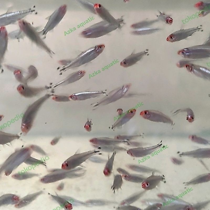 hiasan aquarium rednose berlian isi 10