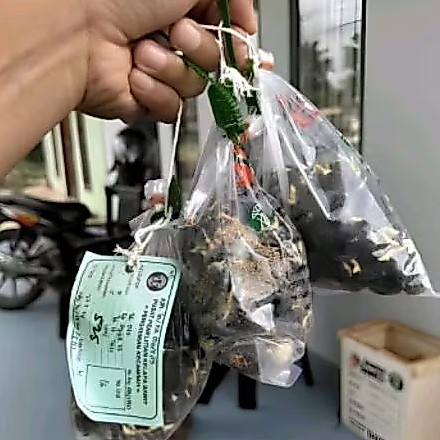 BIBIT UNGGUL BERKUALITAS TINGGI DXP PPKS MEDAN