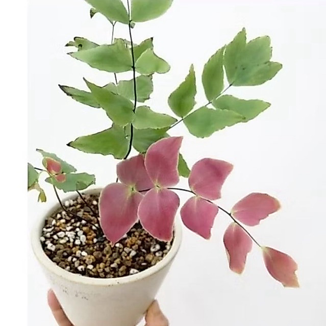 Tanaman hias Suplir Kupu Kupu / Pakis Suplier / Adiantum Macrophyllum