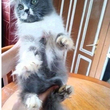 KUCING (BULU ABU-ABU BLUE) KITTEN PERSIA MEDIUM ANGGORA HIMALAYA FLATNOSE PEAKNOSE BULU KAPAS LONG H