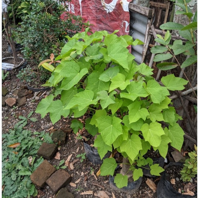 Daun jarak wangi asli obat herbal maag