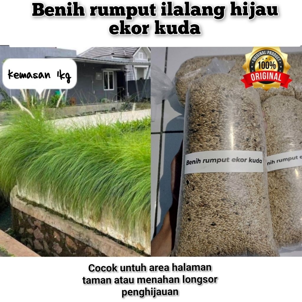 1kg benih rumput ilalang/alang alang hijau ekor kuda
