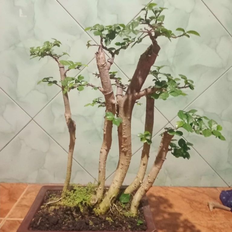 Bonsai serut Raft gratis pot coklat, realpict