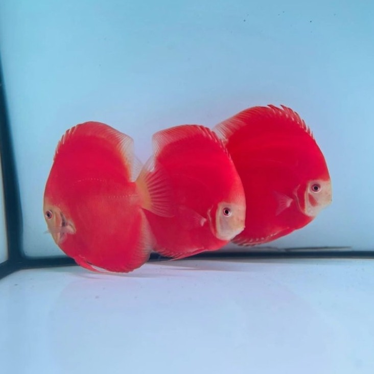 ikan discus kualitas premium super red melon size 4.5inci