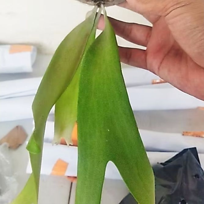 Platycerium artemis atau Paku tanduk rusa atau Platycerium simbar