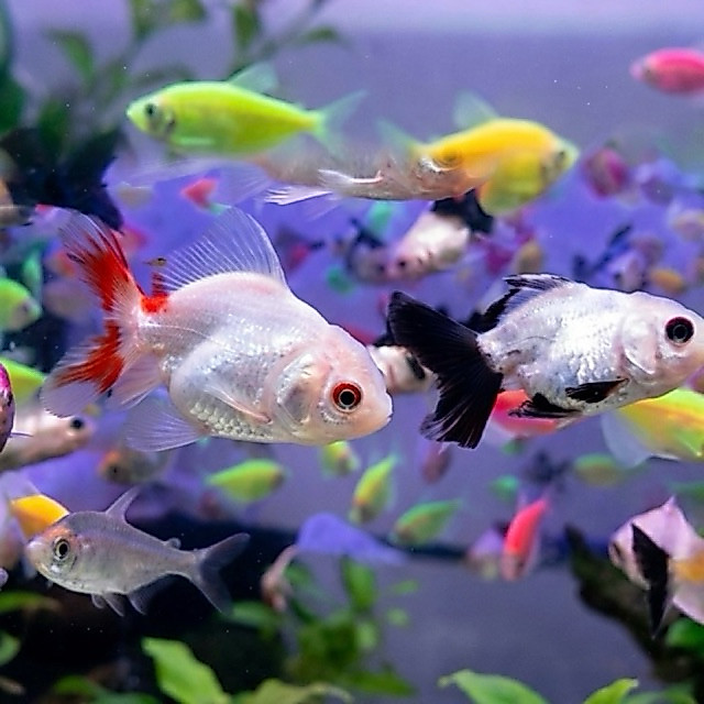 Baby Koki Panda / Baby Koki Mas Harga Perekor / Ikan Hias only sameday dan Instant