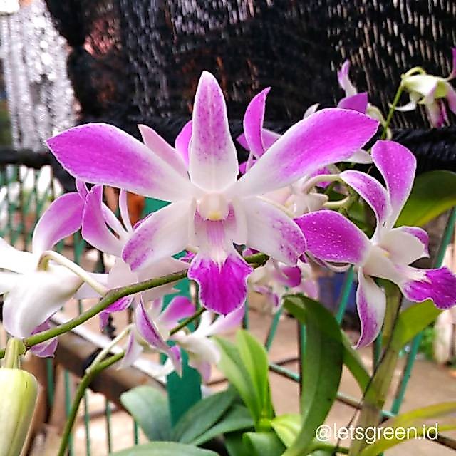 Dendrobium Caesar Warawan DEWASA