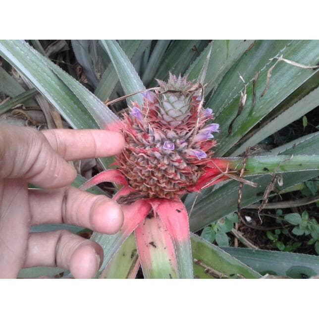 nanas muda | nanas hutan segar