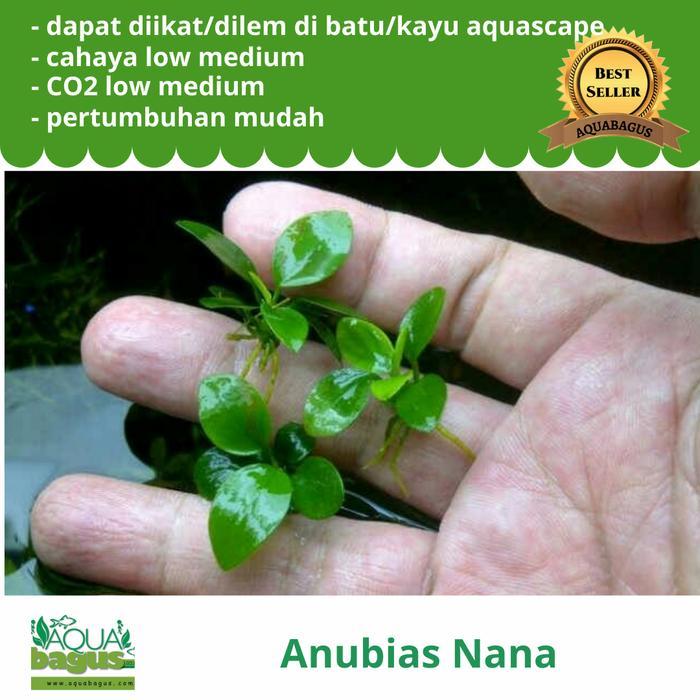 Anubias Nana Mini untuk aquascape paludarium