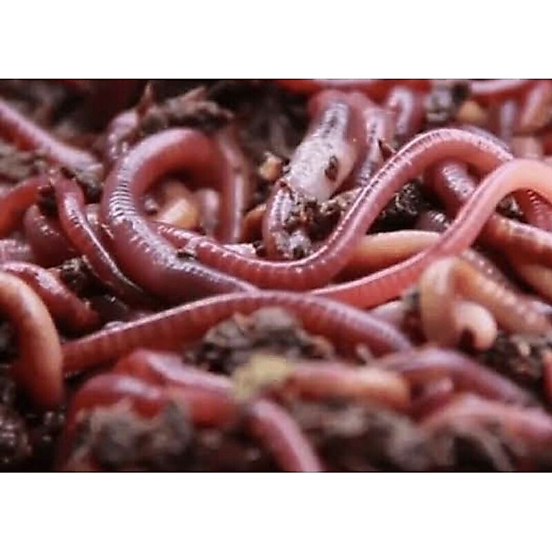 Cacing tanah hidup ± 100gr / Live Bait / Lumbricus Rubellus Worm 1 ons / Makanan ikan predator / Pak