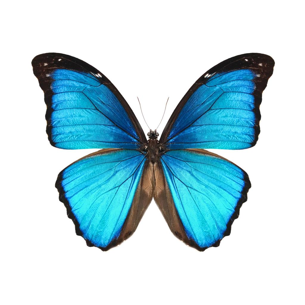 Morpho Menelaus Occidentalis  Moroho us Real Butterfly Specimens Without Open Wings Entomologist ect