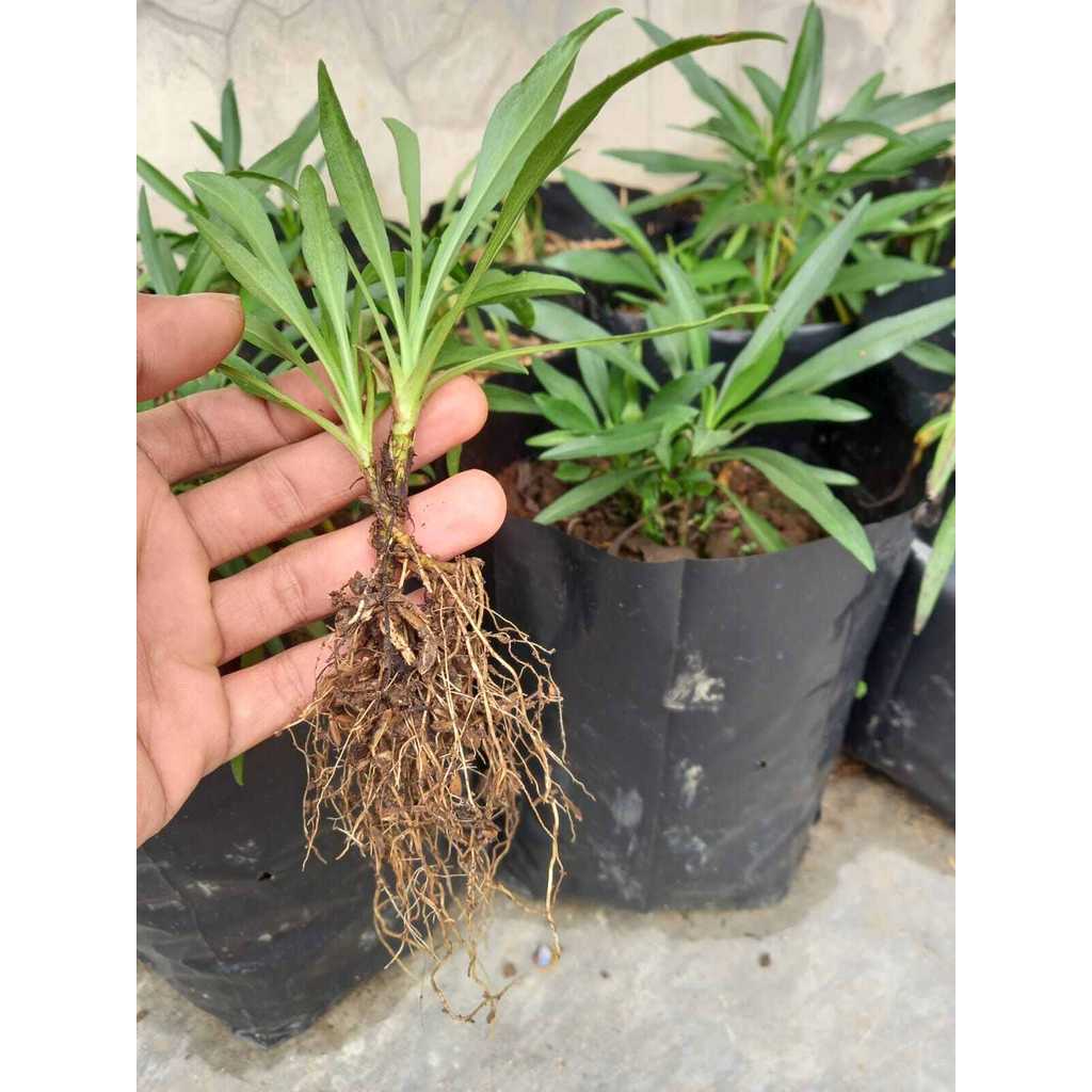 TANAMAN FULL MEDIA Bibit Tanaman Hias Bunga bibit  Aster Peacock /Aster Pikok Bisa Pilih Warna belum