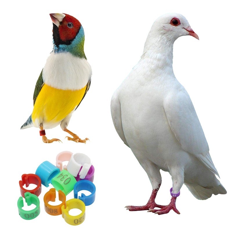 Cincin Klip Kaki Burung Merpati Ayam Bebek Gelang Identitas Unggas Plastik Mudah Pasang 8mm