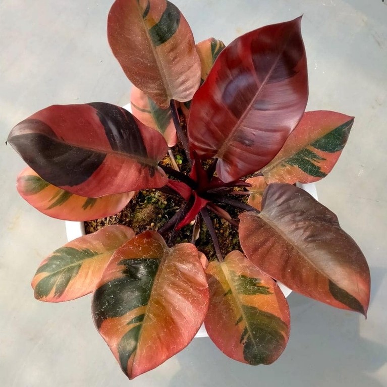 Tanaman Hias Philodendron Black Cardinal Varigata Anakan hingga