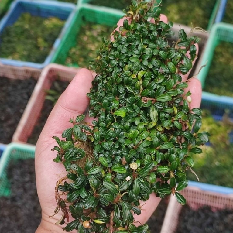 bucephalandra super mini phantom