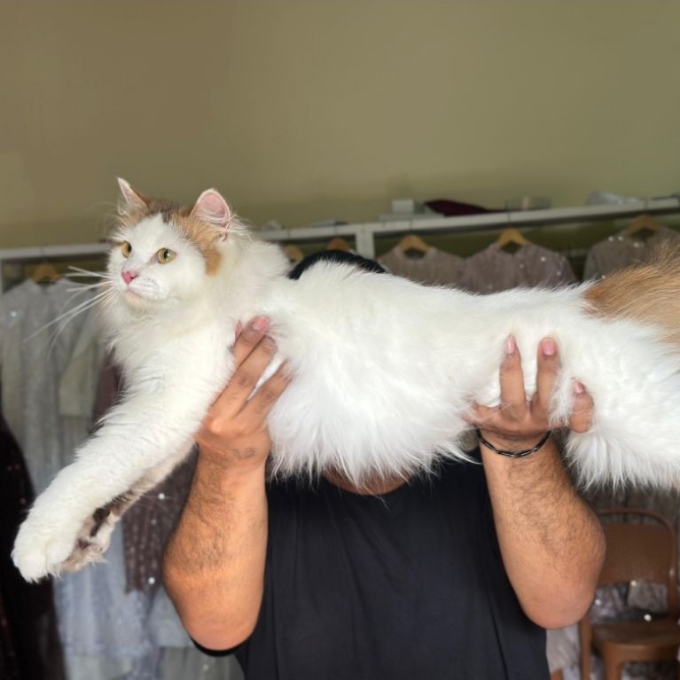 kucing mainecoon Calico jantan super