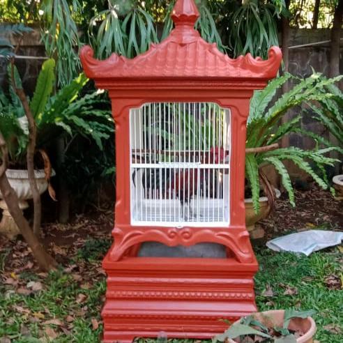PROMO MELEDAK sangkar burung beo,jalak bali,jagal papua,ayam bekisar,dll