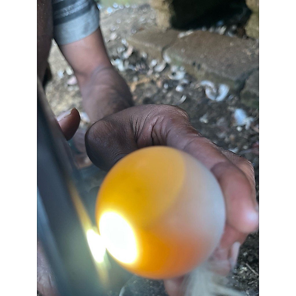 telur entok jumbo anakan pejantan 107cm