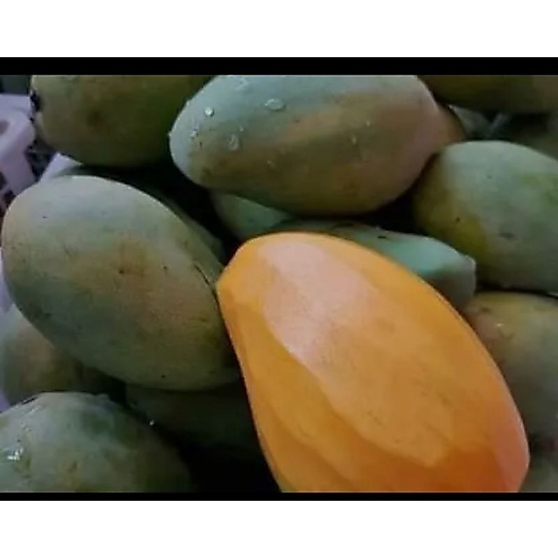buah mangga gadung mangga alpukat 1kg