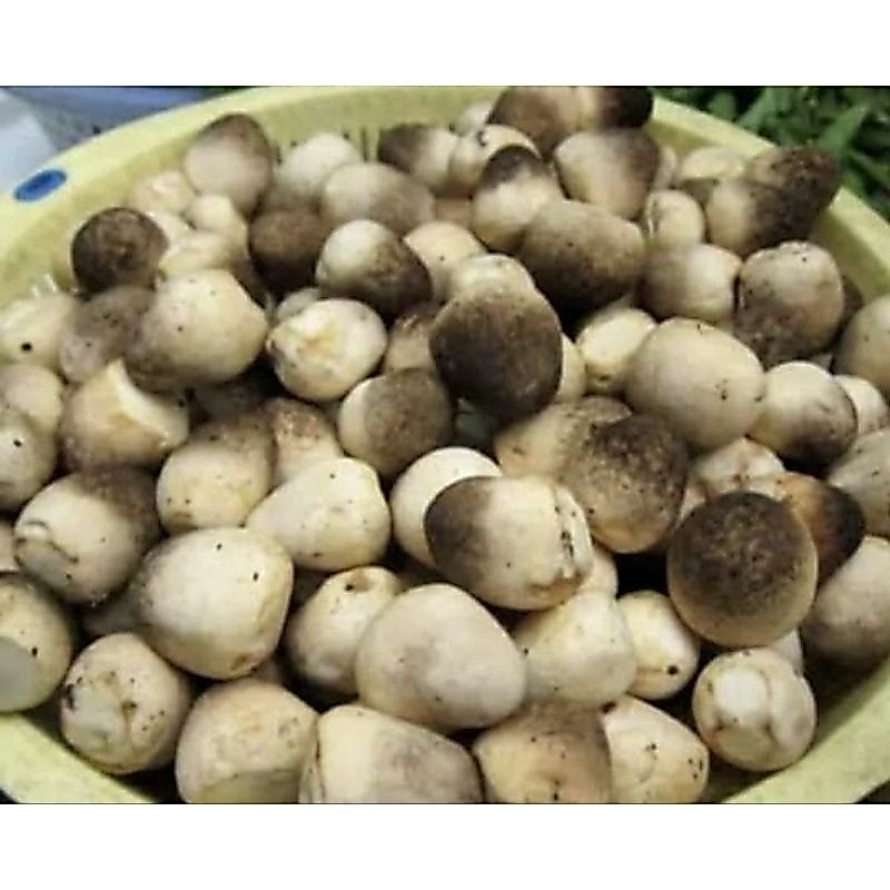 jamur merang 1kg