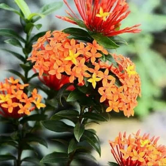 tanaman hias asoka jepang bunga orange - asoka mini - asoka jepang