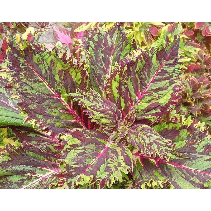 TANAMAN FULL MEDIA miana batik gergaji-tanaman indoor-tanaman hias-hiasan ruang tamu-ukuran 10-15cm-