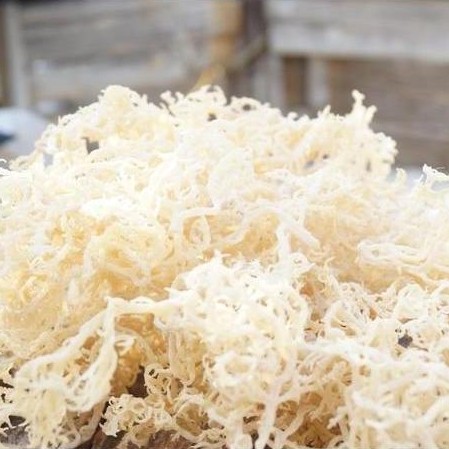 Asciutto- Rumput Laut Kering 1 Kg - Rumput Laut Putih -