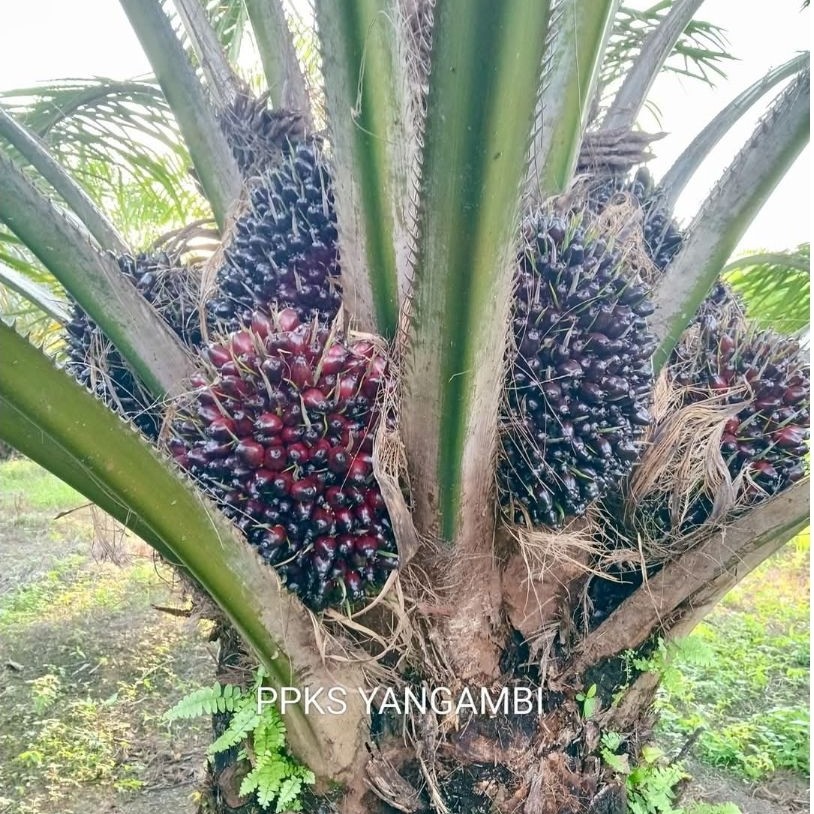 100 butir PPKS YANGAMBI berkualifikasi