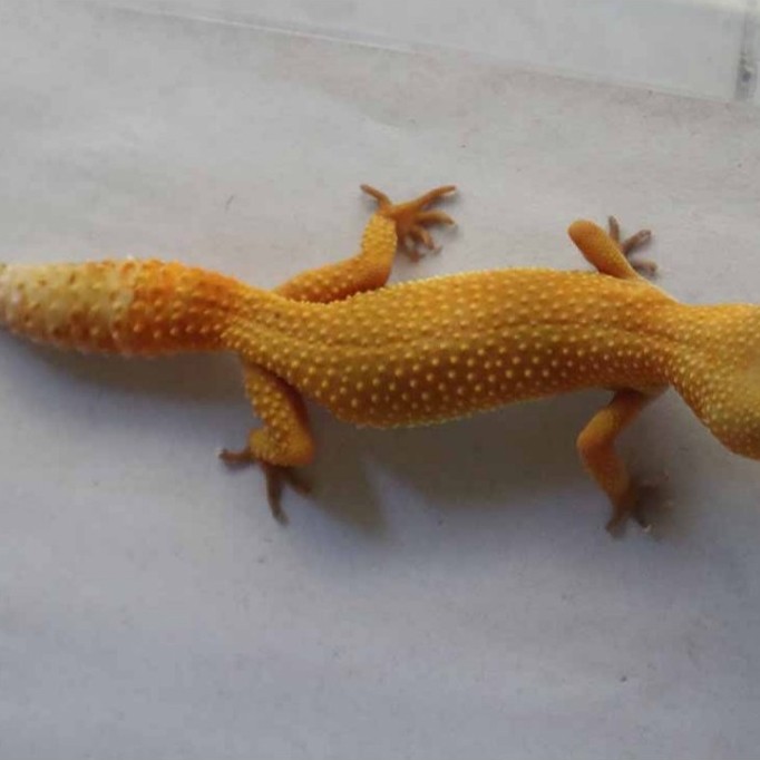 Mainan Leopard Gecko SHTCT Proven (WT12F)